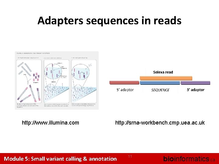 Adapters sequences in reads http: //www. illumina. com http: //srna-workbench. cmp. uea. ac. uk