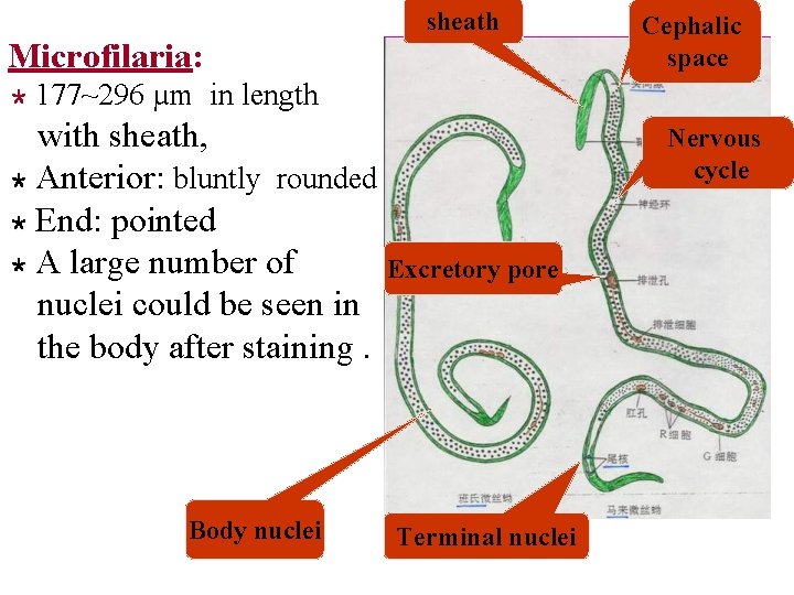 Microfilaria: ＊ 177~296 sheath Cephalic space µm in length with sheath, ＊ Anterior: bluntly