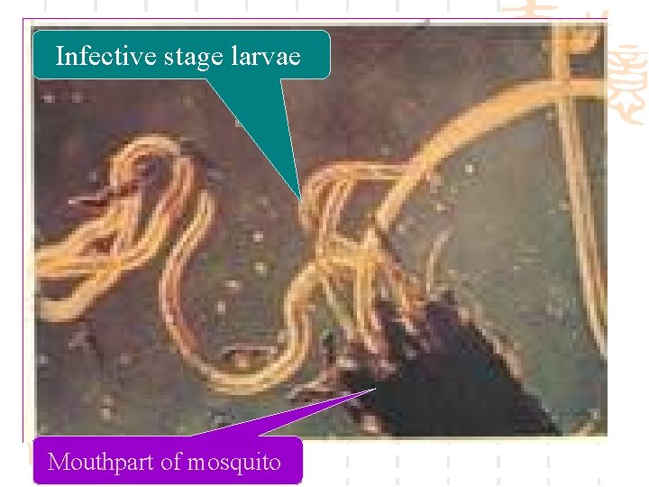 Infective stage larvae Mouthpart of mosquito 