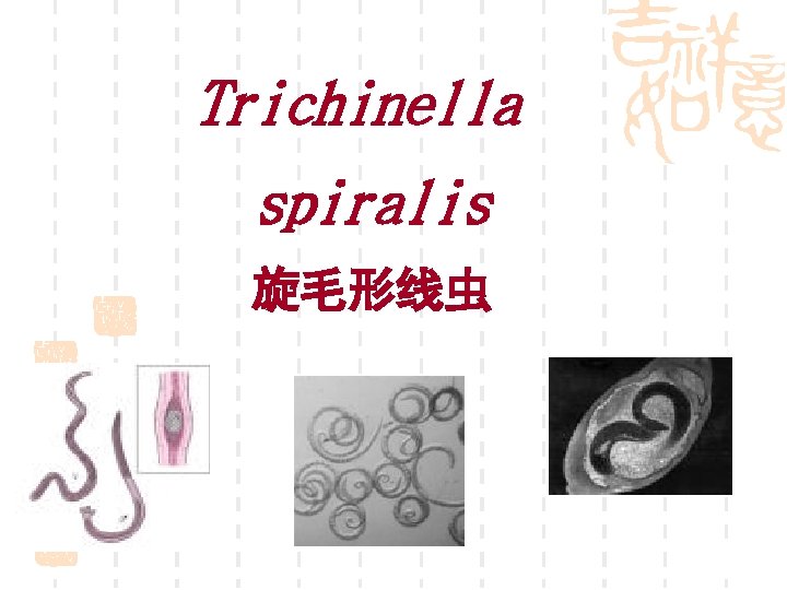 Trichinella spiralis 旋毛形线虫 