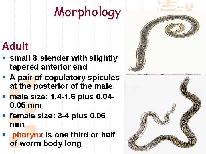 Morphology Adult § small & slender with slightly tapered anterior end § A pair