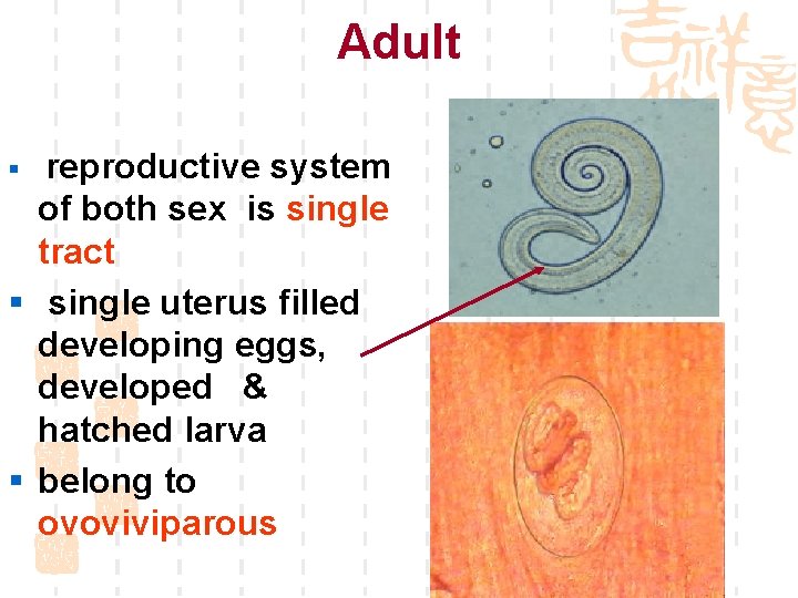 Adult reproductive system of both sex is single tract § single uterus filled developing
