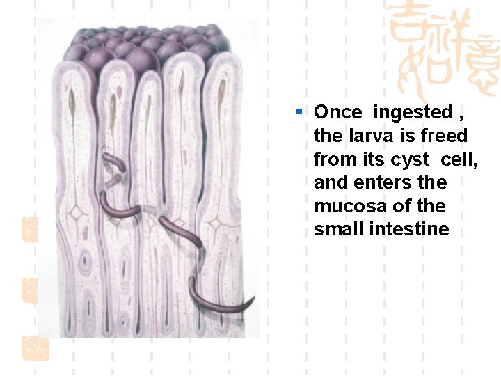 § Once ingested , the larva is freed from its cyst cell, and enters