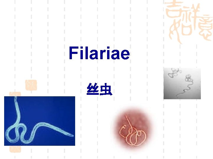 Filariae 丝虫 