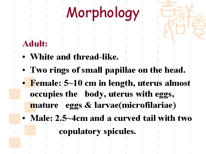 Morphology Adult: • White and thread-like. • Two rings of small papillae on the