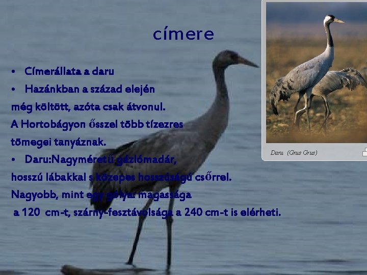 címere • Címerállata a daru • Hazánkban a század elején még költött, azóta csak