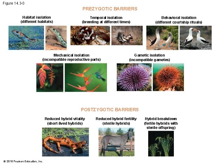 Figure 14. 3 -0 PREZYGOTIC BARRIERS Habitat isolation (different habitats) Temporal isolation (breeding at