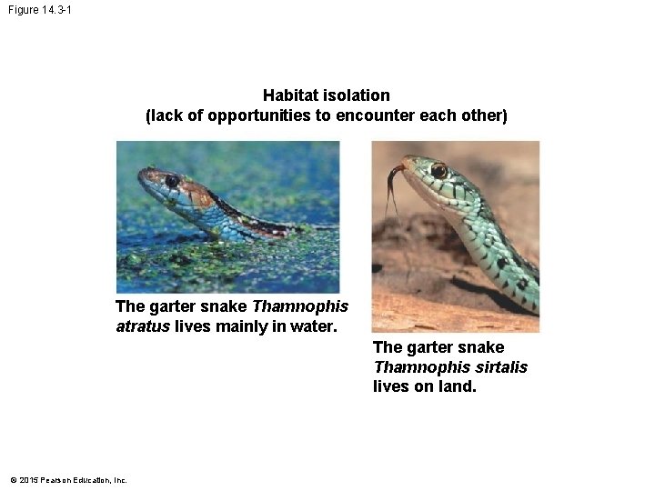 Figure 14. 3 -1 Habitat isolation (lack of opportunities to encounter each other) The