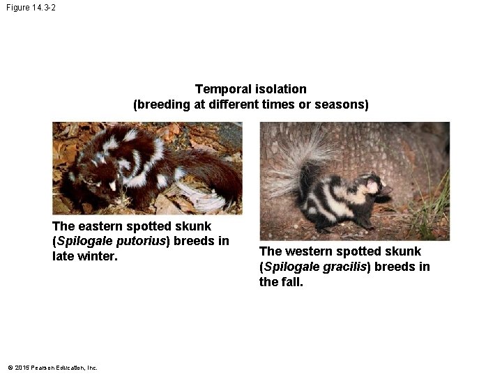 Figure 14. 3 -2 Temporal isolation (breeding at different times or seasons) The eastern