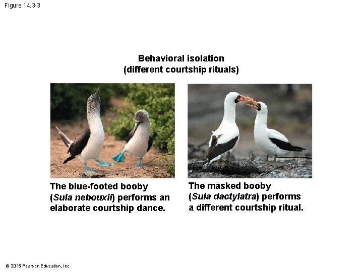 Figure 14. 3 -3 Behavioral isolation (different courtship rituals) The blue-footed booby (Sula nebouxii)