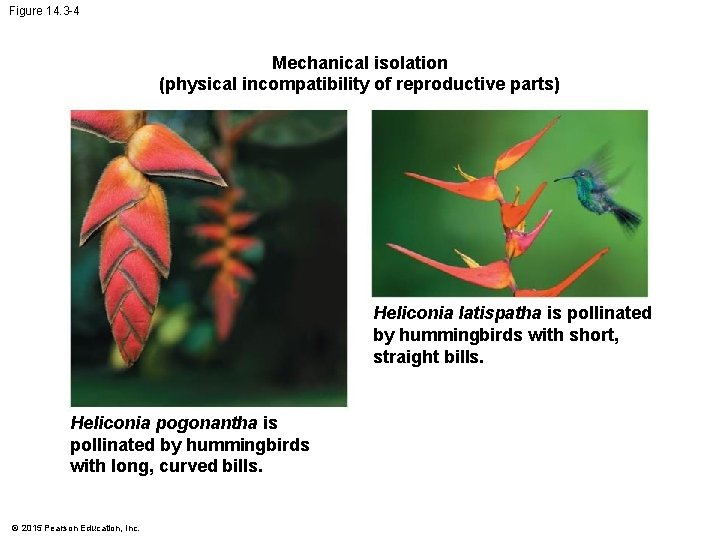 Figure 14. 3 -4 Mechanical isolation (physical incompatibility of reproductive parts) Heliconia latispatha is