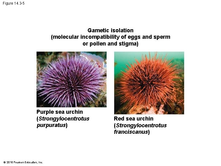 Figure 14. 3 -5 Gametic isolation (molecular incompatibility of eggs and sperm or pollen