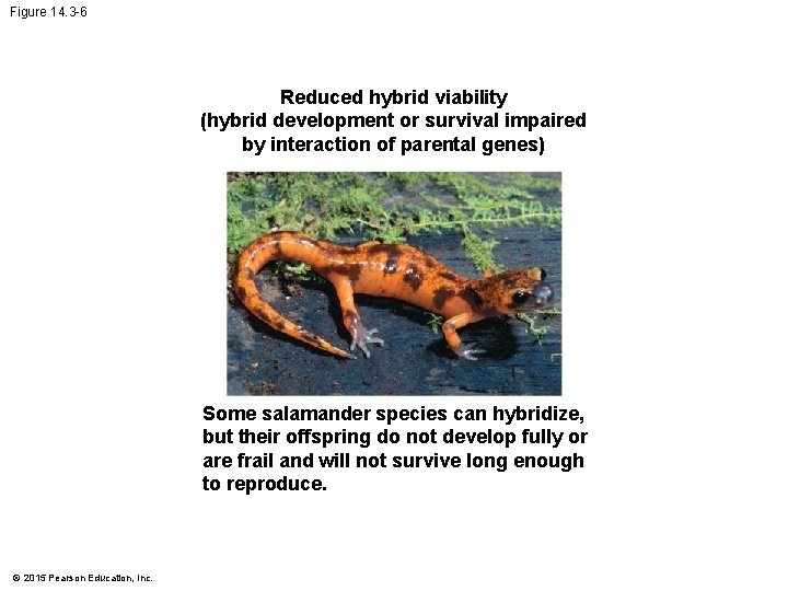 Figure 14. 3 -6 Reduced hybrid viability (hybrid development or survival impaired by interaction