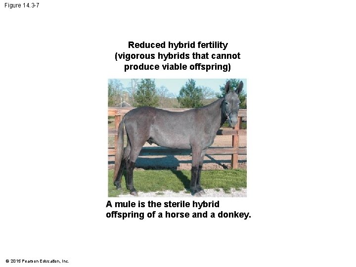 Figure 14. 3 -7 Reduced hybrid fertility (vigorous hybrids that cannot produce viable offspring)