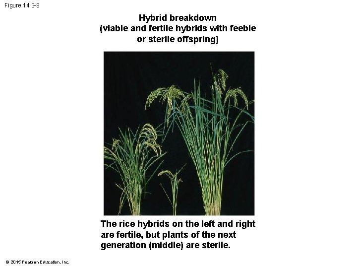 Figure 14. 3 -8 Hybrid breakdown (viable and fertile hybrids with feeble or sterile