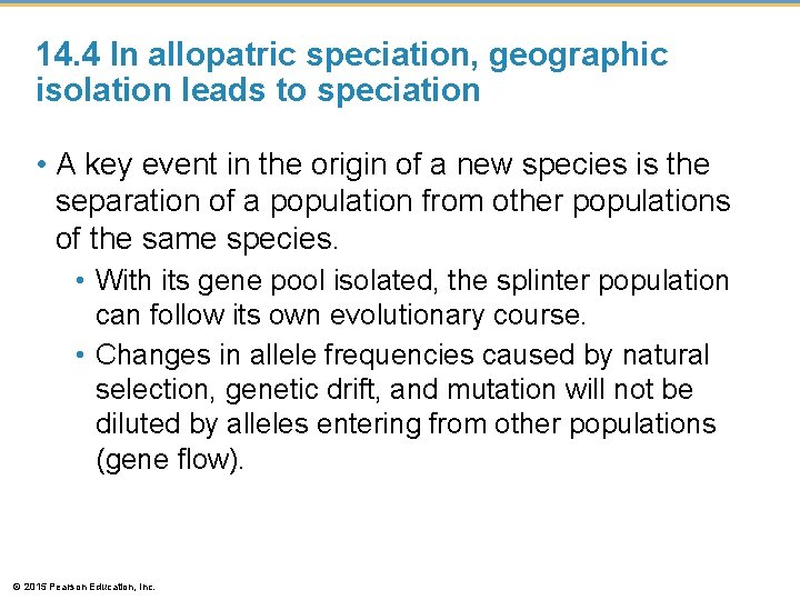 14. 4 In allopatric speciation, geographic isolation leads to speciation • A key event