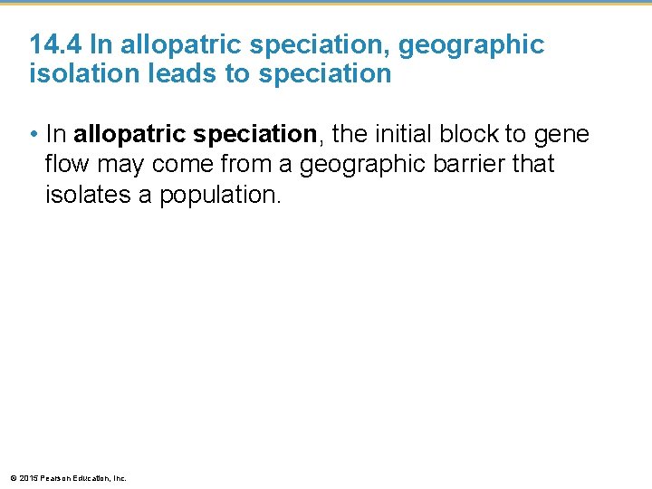 14. 4 In allopatric speciation, geographic isolation leads to speciation • In allopatric speciation,