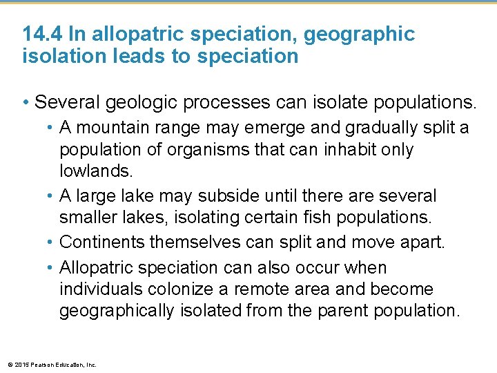 14. 4 In allopatric speciation, geographic isolation leads to speciation • Several geologic processes