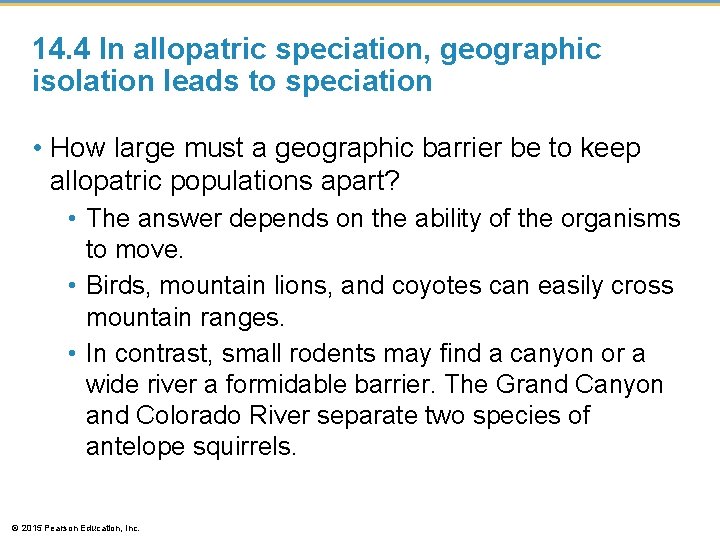 14. 4 In allopatric speciation, geographic isolation leads to speciation • How large must