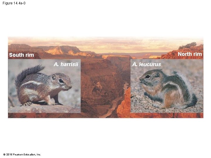 Figure 14. 4 a-0 North rim South rim A. harrisii © 2015 Pearson Education,