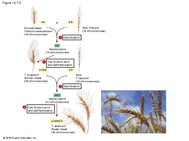 Figure 14. 7 -0 AA BB Wild Triticum (14 chromosomes) Domesticated Triticum monococcum (14