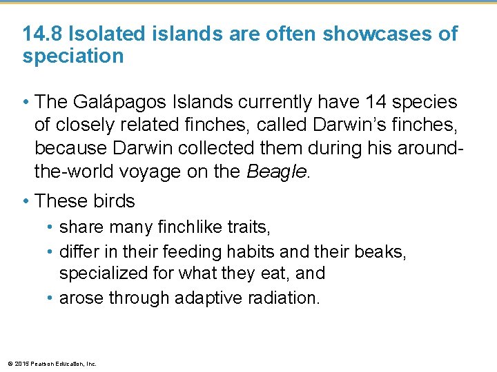 14. 8 Isolated islands are often showcases of speciation • The Galápagos Islands currently