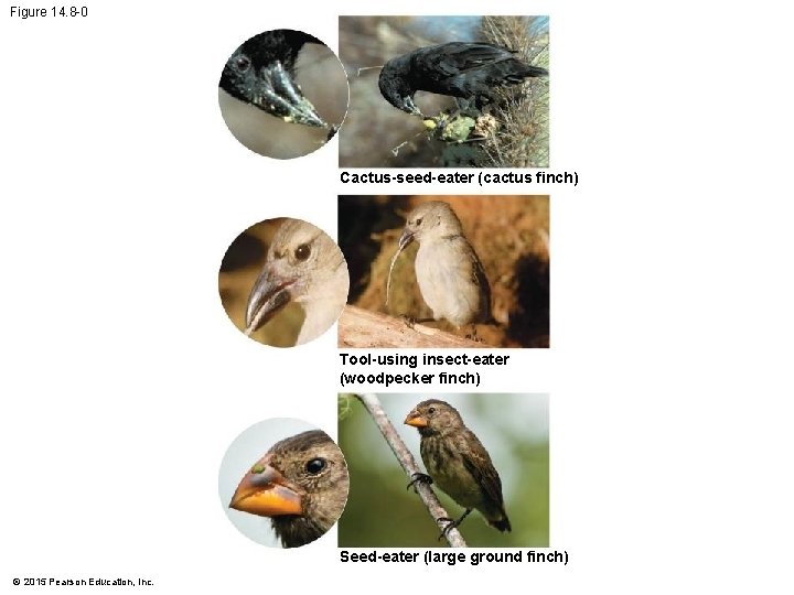 Figure 14. 8 -0 Cactus-seed-eater (cactus finch) Tool-using insect-eater (woodpecker finch) Seed-eater (large ground