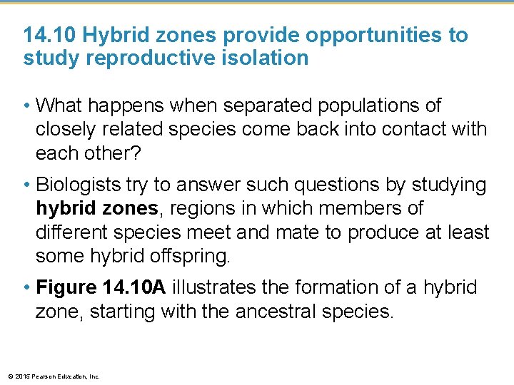 14. 10 Hybrid zones provide opportunities to study reproductive isolation • What happens when