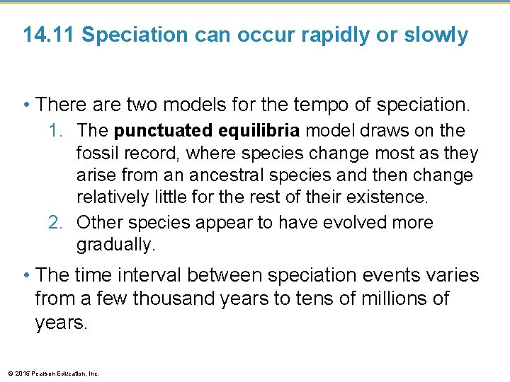 14. 11 Speciation can occur rapidly or slowly • There are two models for