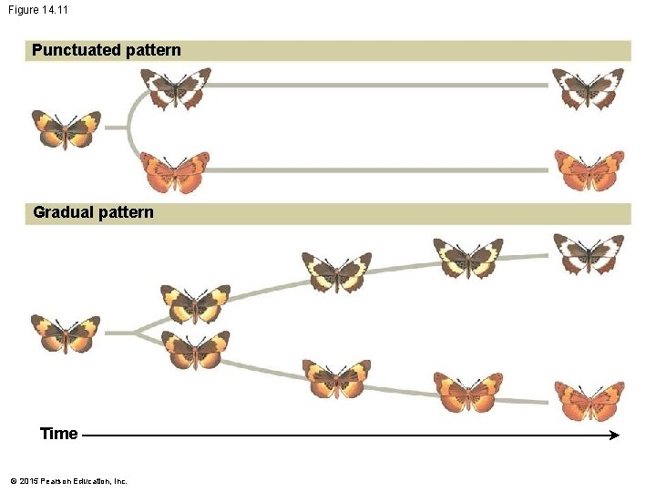 Figure 14. 11 Punctuated pattern Gradual pattern Time © 2015 Pearson Education, Inc. 