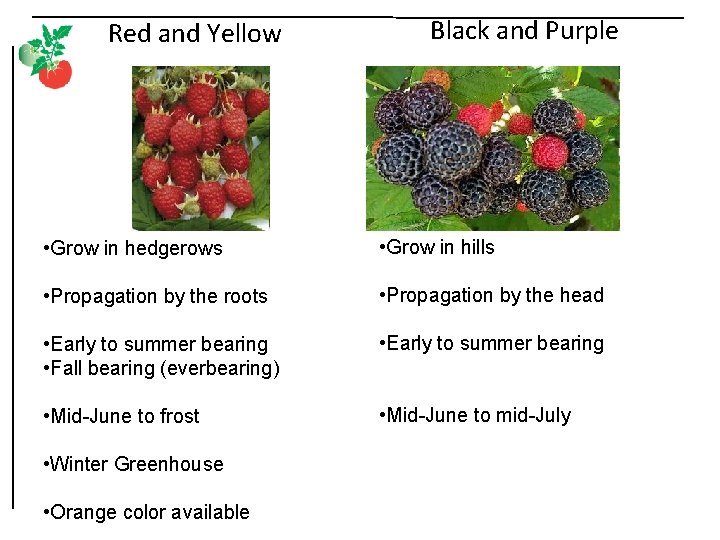 Red and Yellow Black and Purple • Grow in hedgerows • Grow in hills