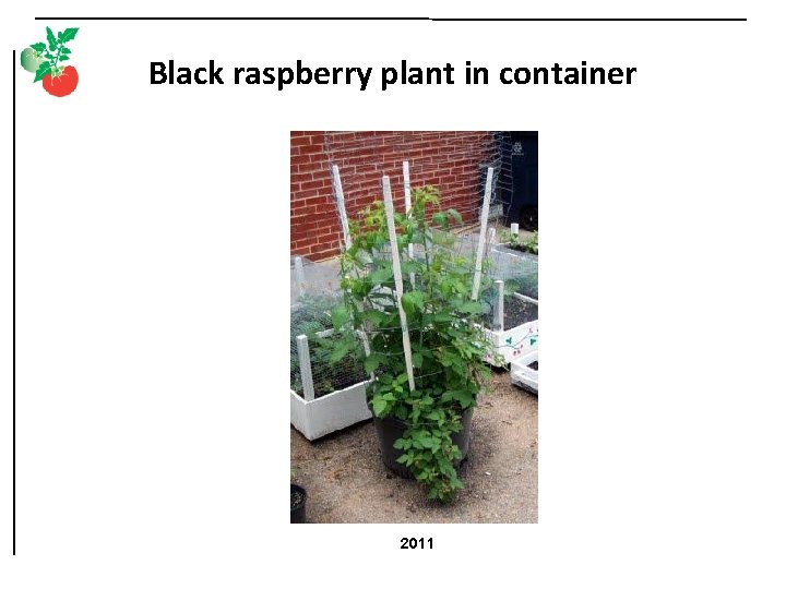 Black raspberry plant in container 2011 