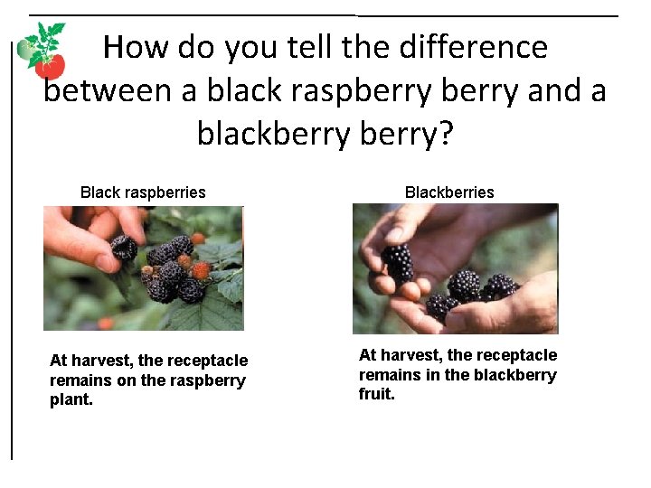 How do you tell the difference between a black raspberry and a blackberry? Black