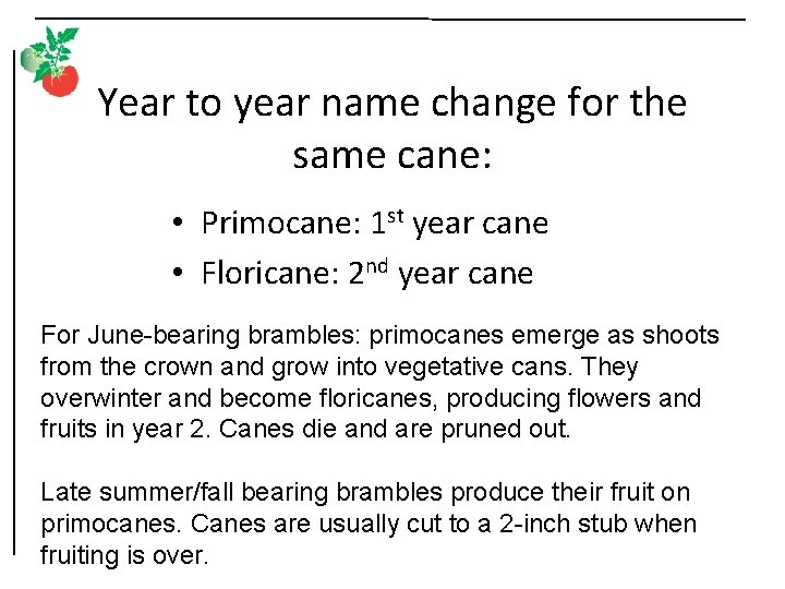 Year to year name change for the same cane: • Primocane: 1 st year