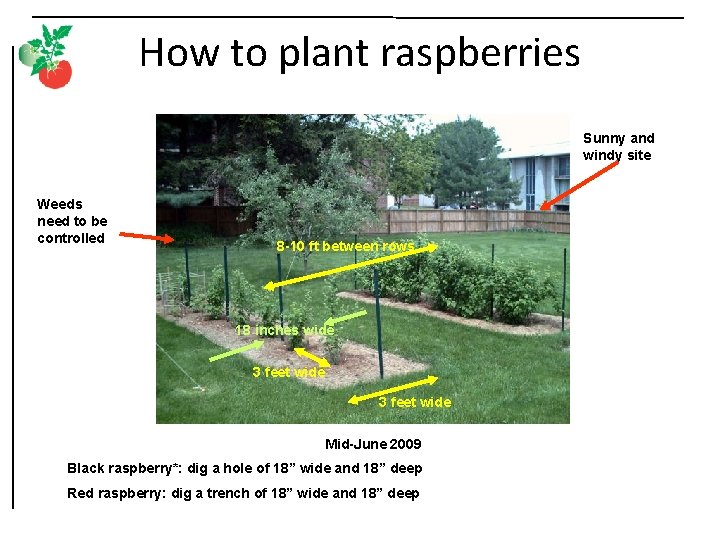 How to plant raspberries Sunny and windy site Weeds need to be controlled 8