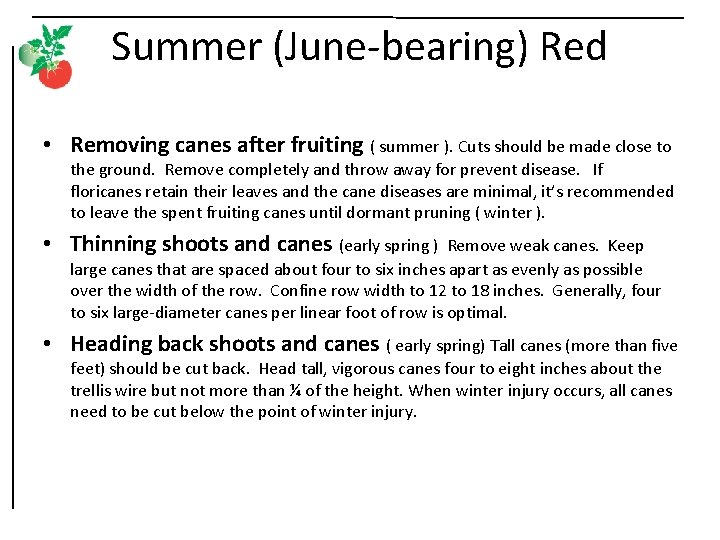 Summer (June-bearing) Red • Removing canes after fruiting ( summer ). Cuts should be