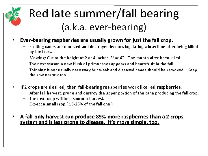 Red late summer/fall bearing (a. k. a. ever-bearing) • Ever-bearing raspberries are usually grown