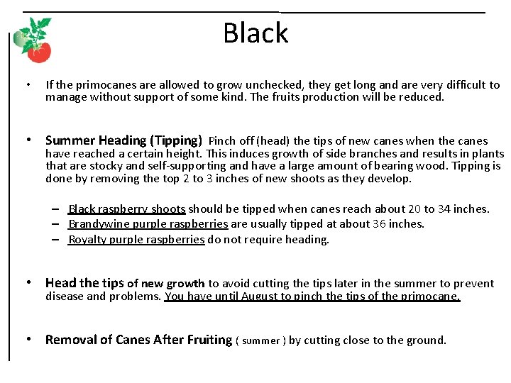 Black • If the primocanes are allowed to grow unchecked, they get long and