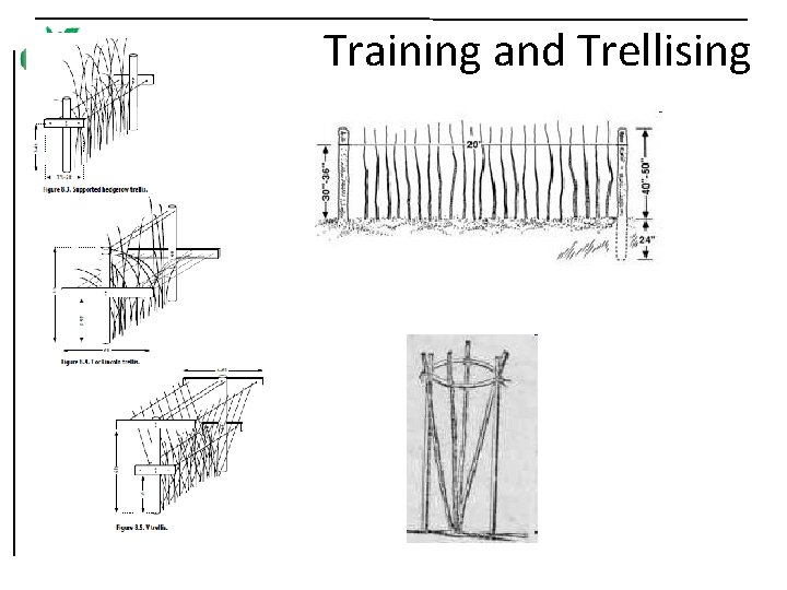 Training and Trellising 