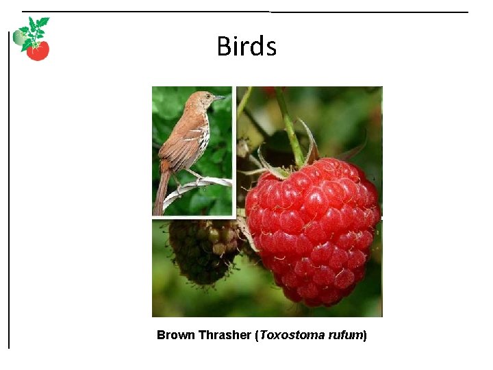 Birds Brown Thrasher (Toxostoma rufum) 