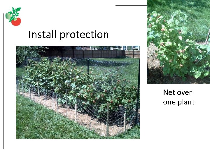 Install protection Net over one plant 