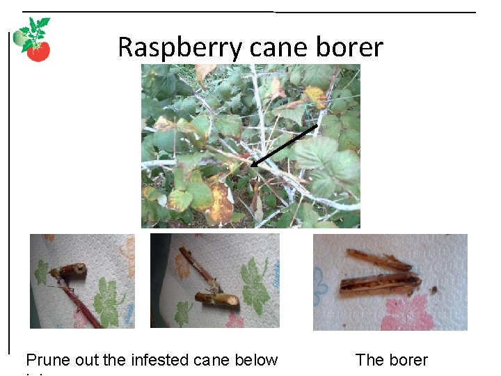 Raspberry cane borer Prune out the infested cane below The borer 