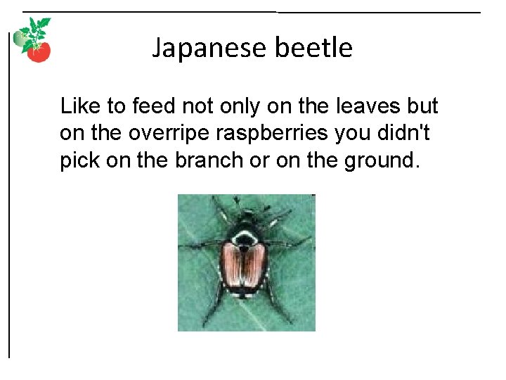 Japanese beetle Like to feed not only on the leaves but on the overripe