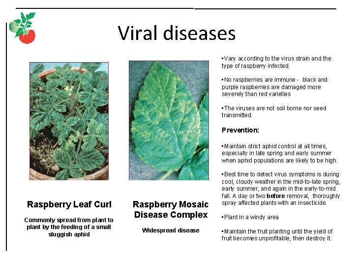 Viral diseases • Vary according to the virus strain and the type of raspberry