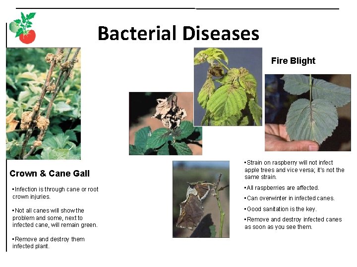 Bacterial Diseases Fire Blight Crown & Cane Gall • Strain on raspberry will not