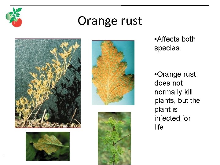 Orange rust • Affects both species • Orange rust does not normally kill plants,