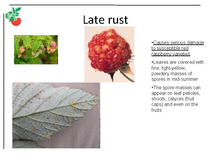 Late rust • Causes serious damage to susceptible red raspberry varieties • Leaves are