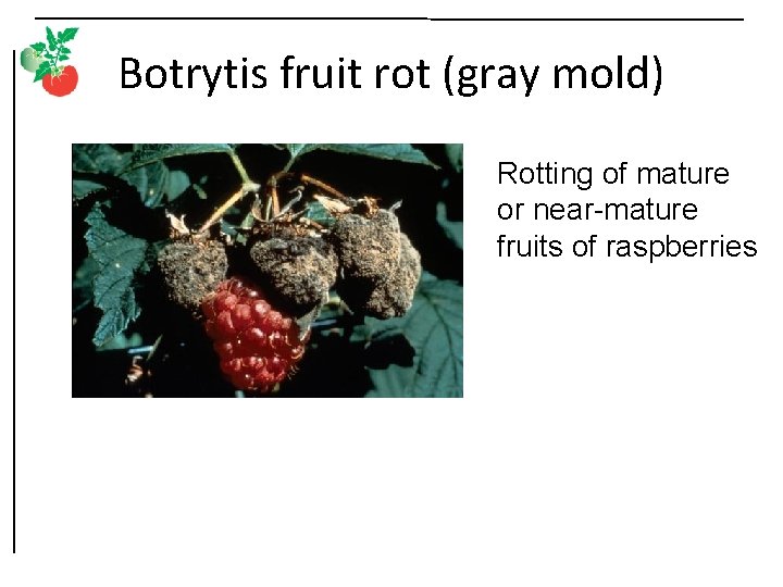 Botrytis fruit rot (gray mold) Rotting of mature or near-mature fruits of raspberries 