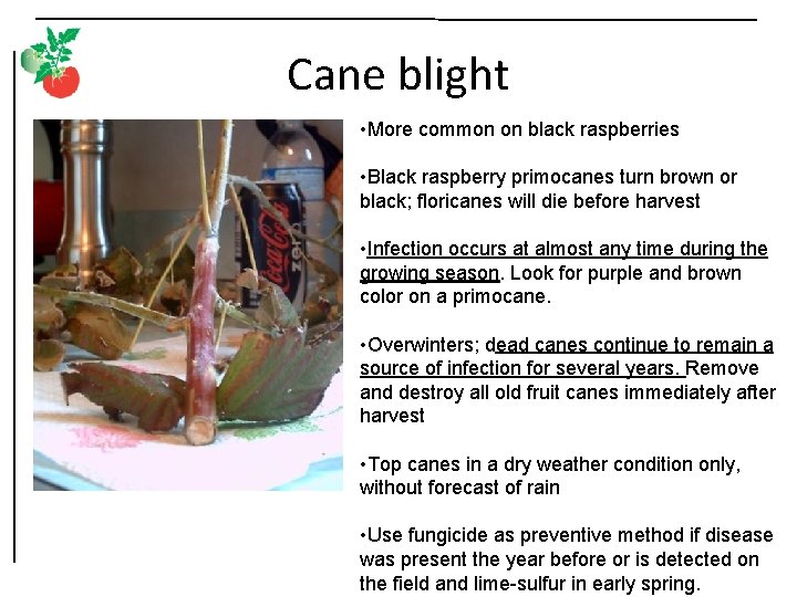 Cane blight • More common on black raspberries • Black raspberry primocanes turn brown