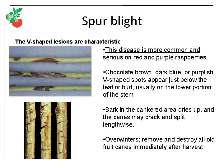 Spur blight The V-shaped lesions are characteristic • This disease is more common and